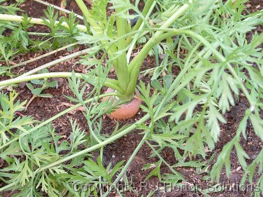 Carrot Top 